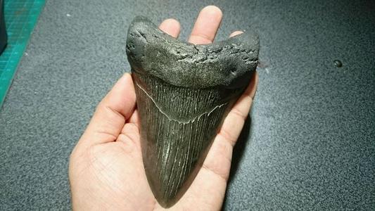 鲨鱼牙齿化石也有收藏价值，沙滩上就能找到